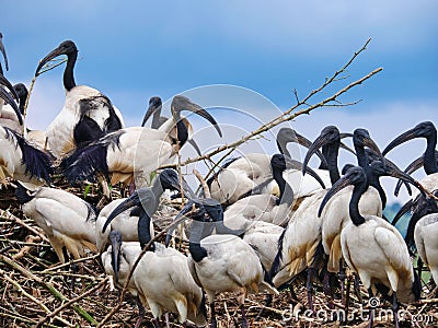 Closeup of a flock of black-headed Ibises on tree branches Stock Photo
