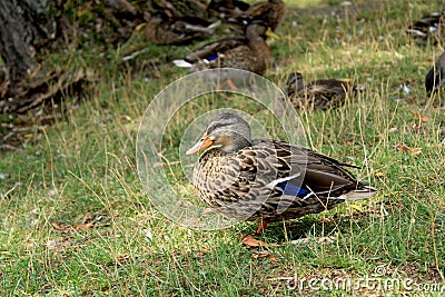 Closeup of a flock of ducks, Anas platyrhynchos domesticus sitting in a green field Stock Photo