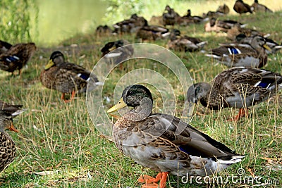 Closeup of a flock of ducks, Anas platyrhynchos domesticus sitting in a green field Stock Photo