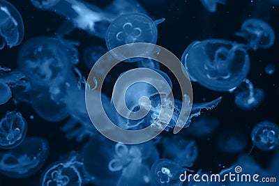 Closeup flock of jellyfish aurelia on dark navy background. Color of the year 2020 - Classic Blue Stock Photo