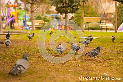 Closeup of flock of pigeons searching for food in a green lawn in a park Stock Photo