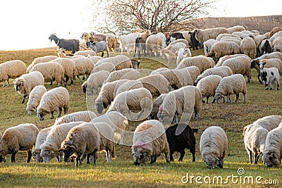 Closeup of a flock of sheep in a meadow Stock Photo