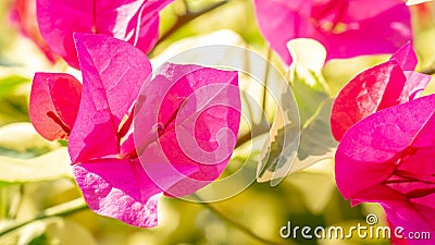 Closeup of pink bougainvillea flower Stock Photo