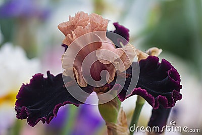 Closeup of flower bearded colorful iris. Macro photo. Stock Photo