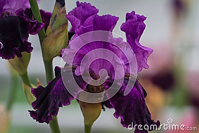 Closeup of flower bearded dainty purple violet iris. Macro photo. Stock Photo