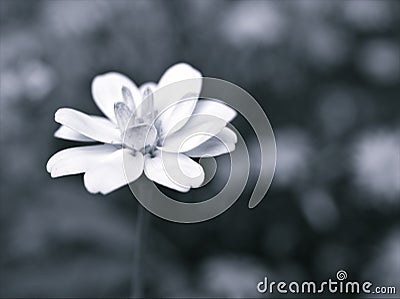 Closeup flower in black and white image, Zinnia flower for background ,old style photo, macro image, blurred flower Stock Photo