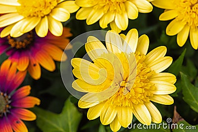 Cape Rain Daisy flower Stock Photo