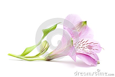 Closeup Flower Isolated Stock Photo