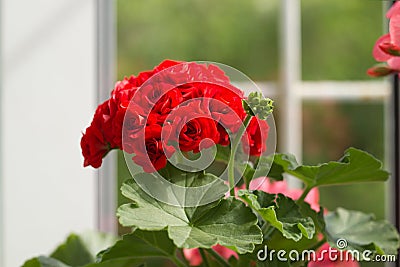 Closeup of Flower of Red Rosebud Pelargonium Stock Photo