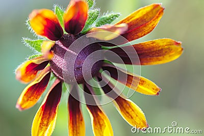 Closeup flower of Rudbeckia (Coneflower) Stock Photo