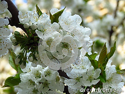 A closeup flowering blooming cherry tree branch on blurred white blossom background. cherry tree white blossom and green leaves. Stock Photo