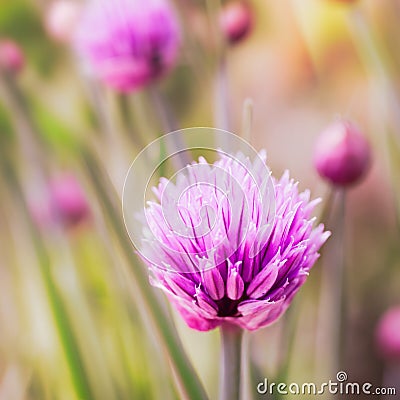 Closeup of flowering chives Stock Photo
