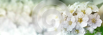 Closeup of flowering shrub bridal wreath spirea floral background. Stock Photo