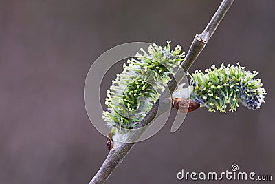 Closeup of a flowering twig of willow. Willow Branch with Catkins. Stock Photo