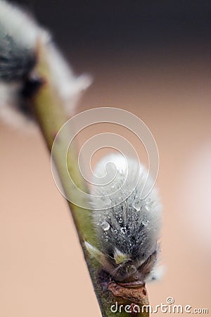 Closeup of a flowering twig of willow. Stock Photo