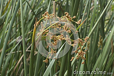 Closeup flowering Typha cattail plants Stock Photo