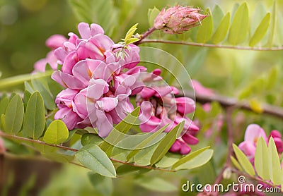Closeup flowers of blossoming pink acacia Stock Photo
