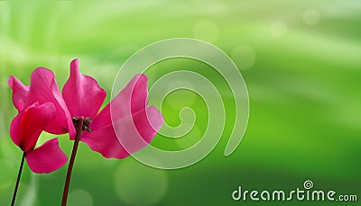 Closeup of flowers on bokeh green natural background. Beautiful template for banners or cards design. Vector Vector Illustration