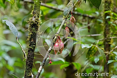 Closeup flowers of Goniothalamus roseus at Mt. Kinabalu national Stock Photo