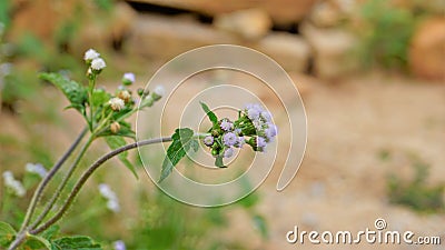 Ageratum conyzoides also known as Tropical whiteweed, Bastard argimony, Floss flower, Goat weed etc Stock Photo