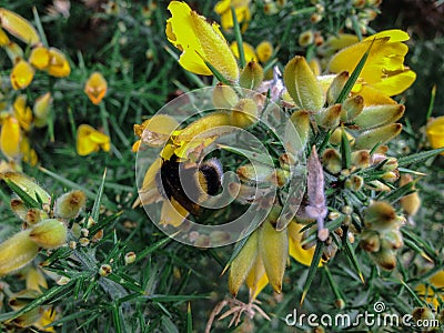 Closeup of flowers and bee in New Zealand Stock Photo