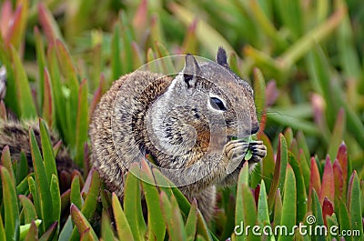 A closeup fluffy animal with varied fur named Spermophilus beecheyi is eating a juicy tuft of grass. Stock Photo