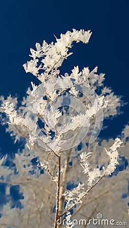 Closeup fluffy branch in hoarfrost against the blue sky, cold winter, air conditioning concept Stock Photo