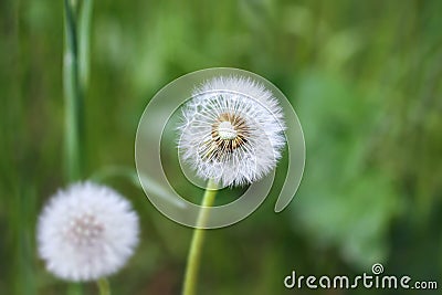 Closeup of fluffy dandelion flower witn half of missing seeds on a green grass background Stock Photo