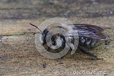 Closeup on a fluffy female Grey-backed mining bee, Andrena vaga carrying a Stylops melittae parasite Stock Photo