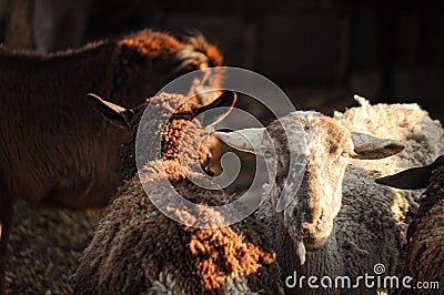 Closeup of fluffy sheep in a flock with sunlight Stock Photo