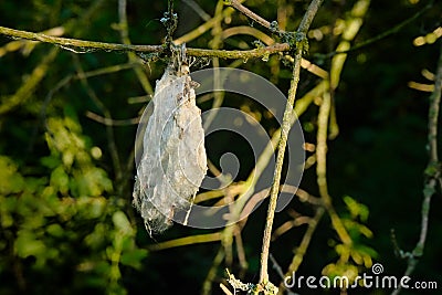 Cocoon of a moth caterpillar Stock Photo