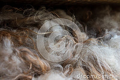 Closeup of Fluffy Wool Fibers Drying Stock Photo