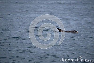 Closeup focus shot of a single dolphin emerging out of water Stock Photo