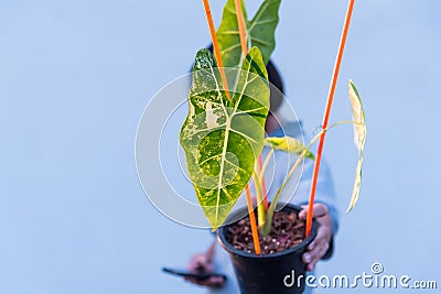 alocasia frydek variegated in the pot Stock Photo