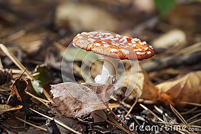 Closeup of forest bright red Amanita Muscaria mushroom in fallen leaves, poisonous fungus. Autumn background Stock Photo