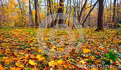 Closeup forest glade covered by the autumn dry leaves Stock Photo