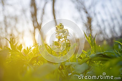 closeup forest glade flowers in a light of evening sun Stock Photo