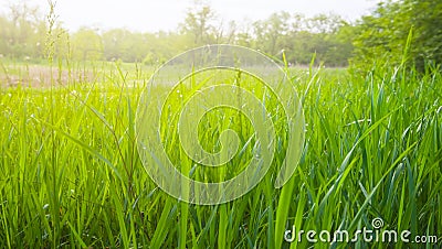 Closeup forest glade with green grass Stock Photo