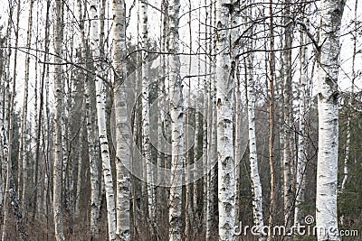 Closeup of a forest of many birch trees Stock Photo