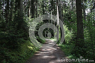 Closeup of a forest path and trees, idyllic nature Stock Photo