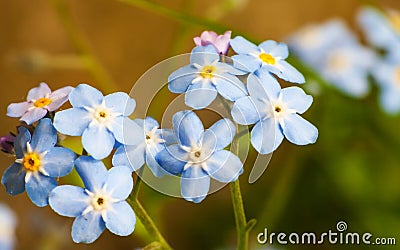 Closeup forget-me-nots flower. Macro of blue flower Stock Photo