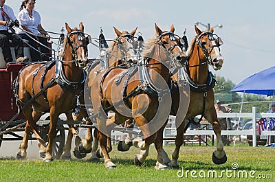 Closeup of a Four Horse Hitch Team Editorial Stock Photo