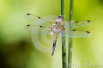 Closeup of a Four-spotted chaser on a reed Stock Photo