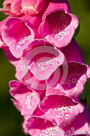 Closeup of a foxglove flower Stock Photo