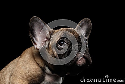 Closeup French Bulldog Puppy Pity Face Looking up, Front, Isolated Stock Photo