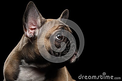 Closeup French Bulldog Puppys head Looking up, Profile view, Isolated Stock Photo