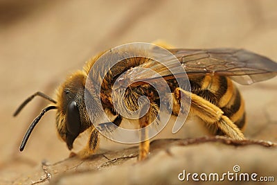 Closeup on an adult female Halictus scabiosae sitting on a dried leaf Stock Photo
