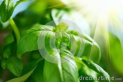 Closeup of fresh basil leaves. Green flavoring outdoor Stock Photo