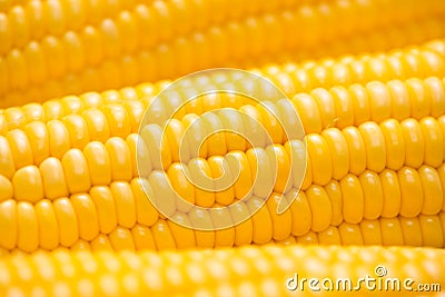 Closeup of Fresh corn on cobs on wooden table. Stock Photo