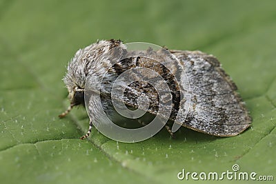 Closeup on a fresh emerged Nut-tree Tussock moth, Colocasia coryli Stock Photo